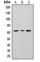 NT5E / eNT / CD73 Antibody (Internal)
