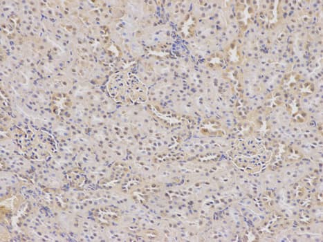 IHC-plus™ DHFR Antibody