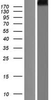 CUBN / Cubilin Protein (Over-Expression Lysate Myc-DDK (Flag))