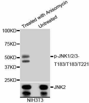 JNK1+2+3 Antibody (JNK1 phospho-Thr183 and JNK2 pThr183 and JNK3 pThr221)