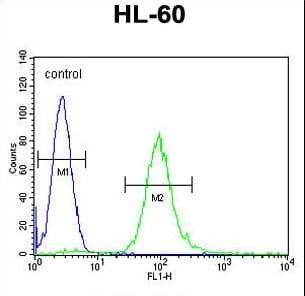 Polyclonal Rabbit anti-Human METTL10 Antibody (aa29-57, IHC, WB)