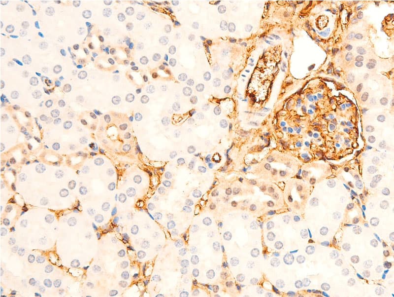 GSK3B / GSK3 Beta Antibody (phospho-Ser9)
