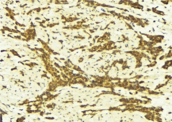STAT5A Antibody