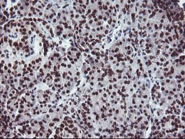 FMR1 / FMRP Antibody (clone OTI1C6)