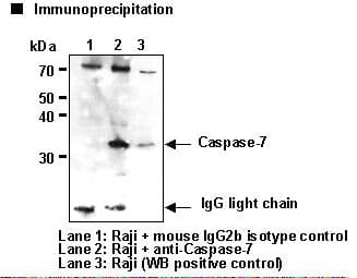 CASP7 / Caspase 7 Antibody (clone 4G2)