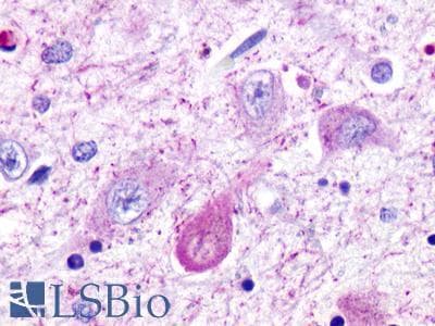 PathPlus™ TAAR5 Antibody (Cytoplasmic Domain)