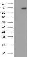 Monoclonal Mouse anti-Human L1CAM Antibody (clone OTI2B11, IF, WB)