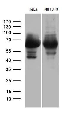 PXN / Paxillin Antibody (clone OTI1H10, Carrier-free)