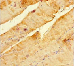 SCOC Antibody