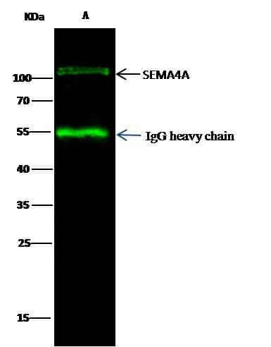 Polyclonal Rabbit anti-Human SEMA4A / Semaphorin 4A Antibody (Preservative Free, WB)
