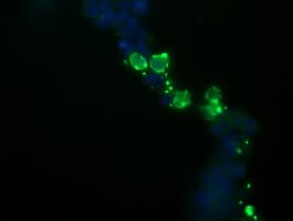 NKIRAS1 Antibody (clone OTI8B11)