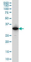 Monoclonal Mouse anti-Human IFI35 Antibody (clone 3H6, WB)