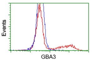 GBA3 / CBG Antibody (clone OTI1F1)