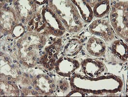 UBE2J1 Antibody (clone OTI1F6)