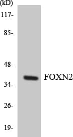 FOXN2 Antibody (aa235-284)