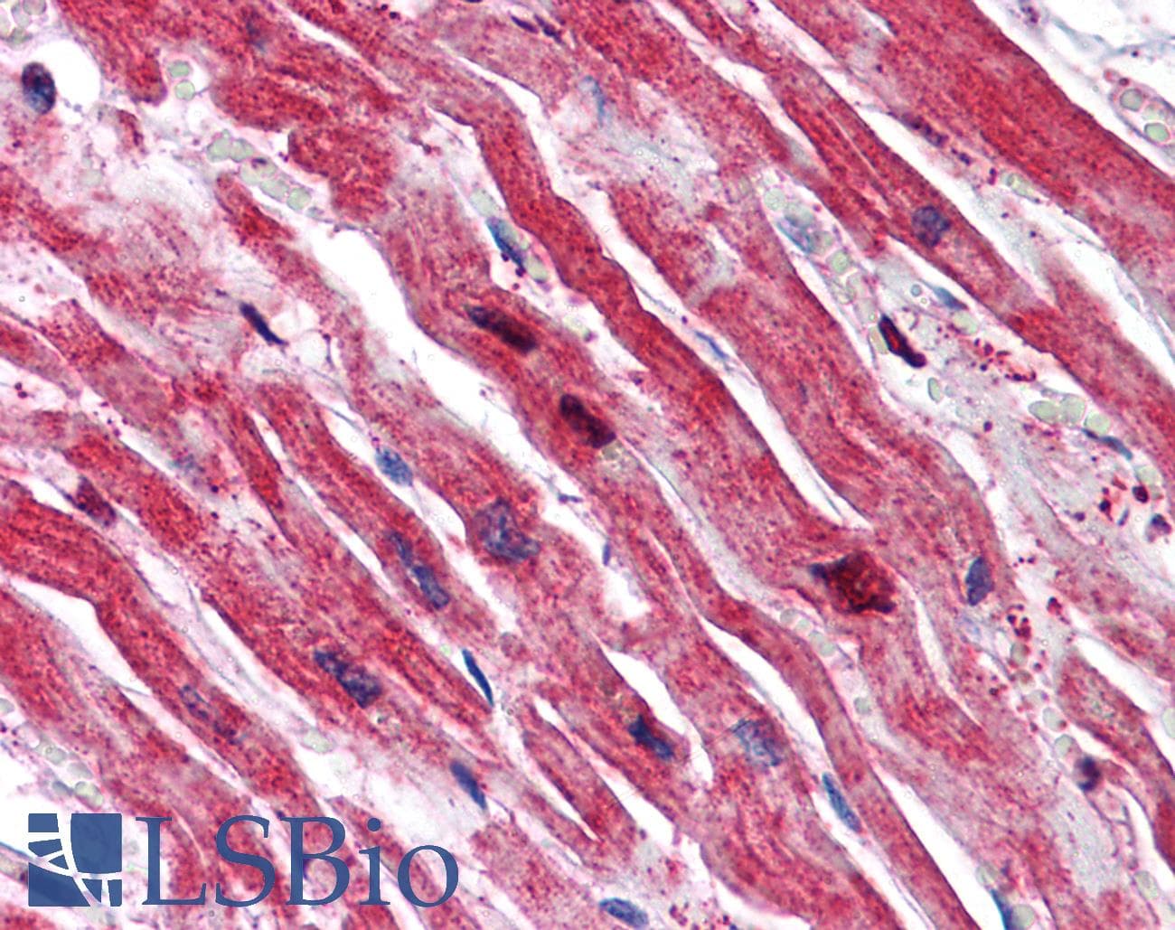 IHC-plus™ SRPX Antibody