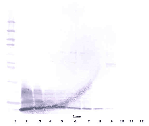 Polyclonal Rabbit anti-Human DEFB3 / Beta Defensin 3 Antibody (WB)