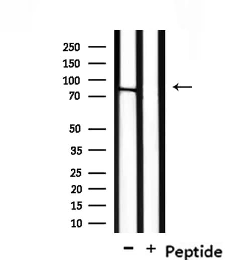 NOL11 Antibody