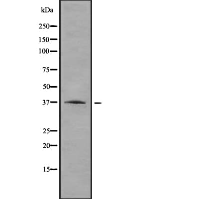 RRAGA Antibody