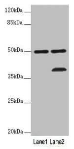 PLIN5 / OXPAT / LSDP5 Antibody