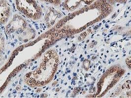 LCMT1 Antibody (clone OTI4A5, Carrier-free)