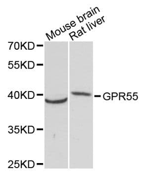 GPR55 Antibody