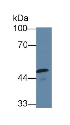 CASP10 / Caspase 10 Antibody (aa223-459, APC)