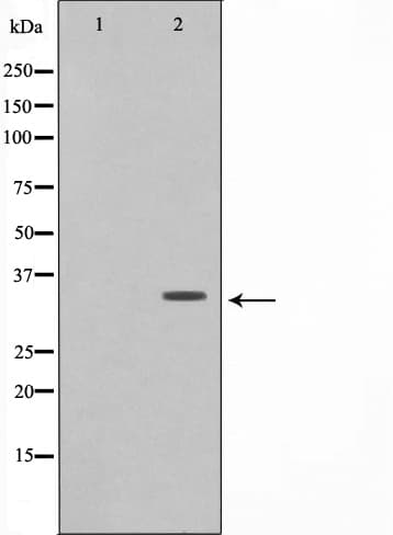 COX6C Antibody