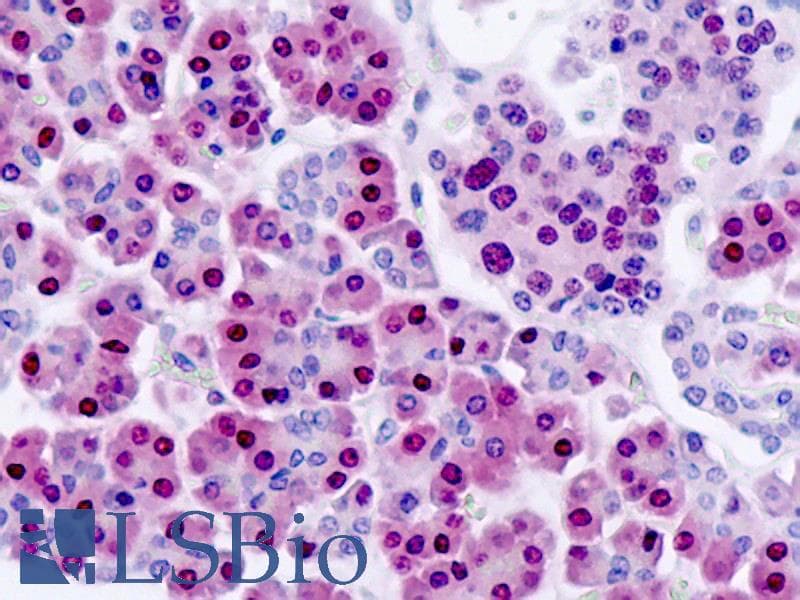 IHC-plus™ NANS Antibody (clone AT1G6)