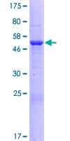 Human MALSU1 Protein (Recombinant GST)