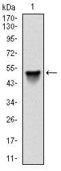 SRC Antibody (clone 1F11)