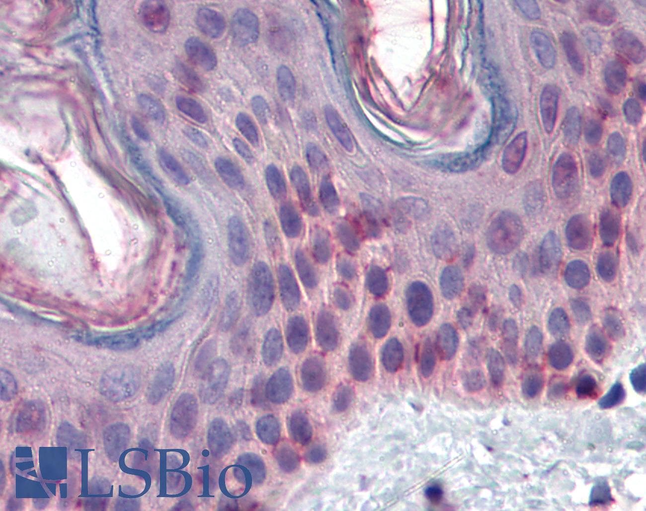 IHC-plus™ STK16 Antibody (clone M2)