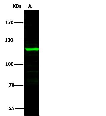 EGF Antibody (Preservative Free)