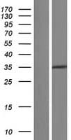 PPP2R4 Protein (Over-Expression Lysate Myc-DDK (Flag))