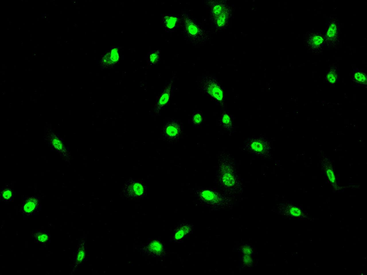 Polyclonal Rabbit anti-Human GUK1 / Guanylate Kinase 1 Antibody (IF)