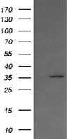 KIF25 Antibody (clone OTI1H1)