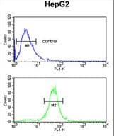 RERE Antibody (aa383-409)