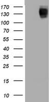 EGFR Antibody (aa900-1210, clone OTI9F12)