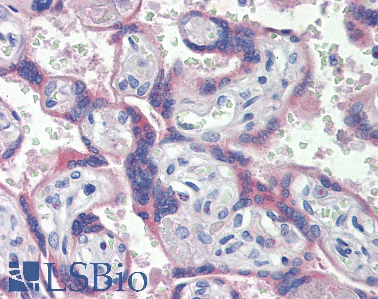 IHC-plus™ NOS3 / eNOS Antibody