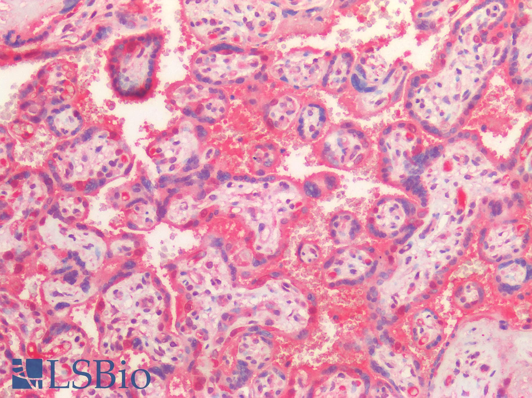 IHC-plus™ HGF / Hepatocyte Growth Factor Antibody