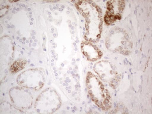 Monoclonal Mouse anti-Human PDX1 Antibody (clone OTI3H3, Carrier-free, IHC, WB)