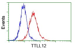 KIAA0153 / TTLL12 Antibody (clone OTI13H9)