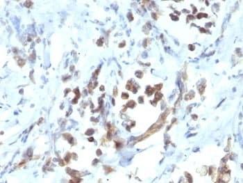 PAX6 Antibody (aa1-300, clone PAX6/1166, Ready-to-Use)