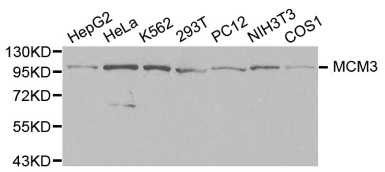 Polyclonal Rabbit anti-Human MCM3 Antibody (IHC, IF, WB)