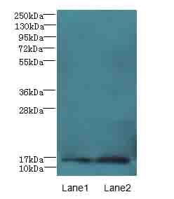 PK2 / PROK2 Antibody