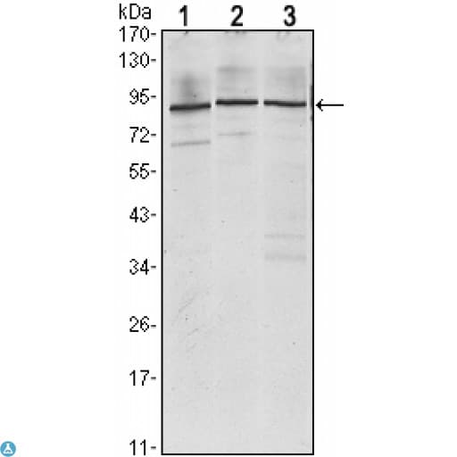 IMP3 Antibody