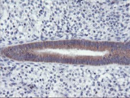 RGS16 Antibody (clone OTI3B4)