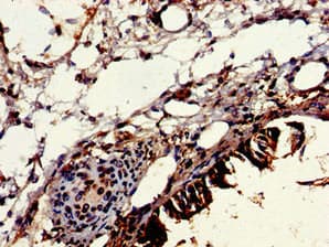 VPS16 Antibody