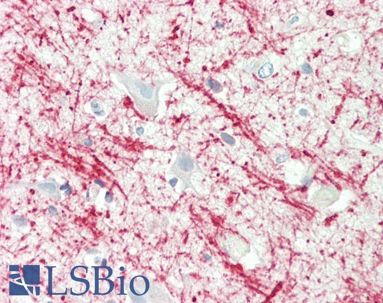 IHC-plus™ MBP Antibody (clone 2H9)