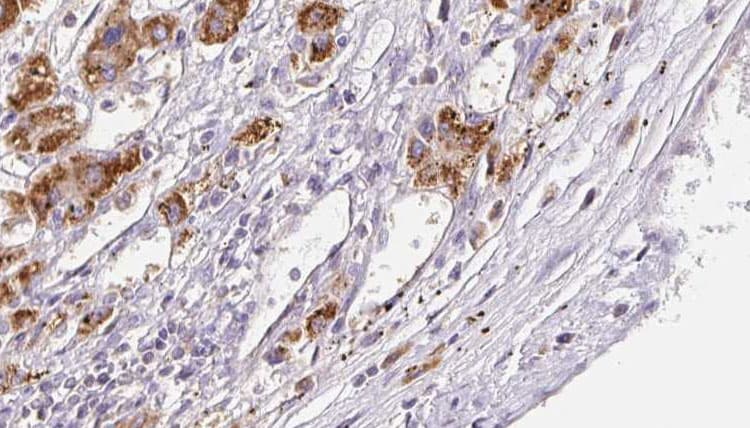 FFAR3 / GPR41 Antibody